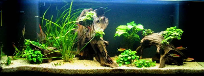 A Oes Unrhyw Resin Cyfnewid Ion Yn Addas Ar Gyfer Cadw Pysgod?